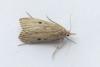 Aphomia sociella
